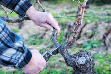 Şarap üreticisi elin yakın çekimi. Üzüm bağını profesyonel çelik makasla budayın. Geleneksel tarım. Kış budama, Guyot yöntemi.
