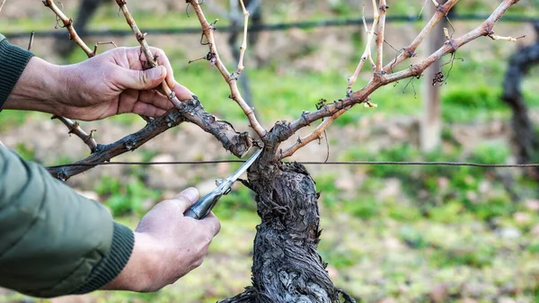 Großaufnahme Aus Der Hand Eines Winzers Schneiden Sie Den Weinberg — Stockfoto