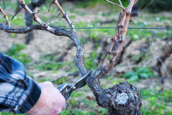 Zbliżenie Ręki Plantatora Winorośli Przytnij Winnicę Profesjonalnymi Nożyczkami Stali Tradycyjne — Zdjęcie stockowe