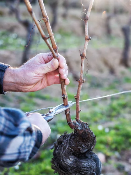 Großaufnahme Aus Der Hand Eines Winzers Schneiden Sie Den Weinberg — Stockfoto