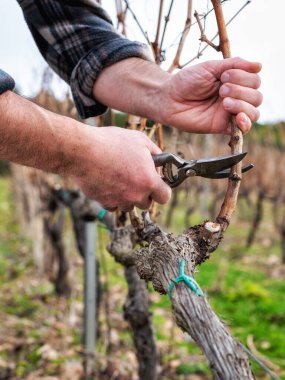 Şarap üreticisi elin yakın çekimi. Üzüm bağını profesyonel çelik makasla budayın. Geleneksel tarım. Kış budama, kordon oluşturma metodu.