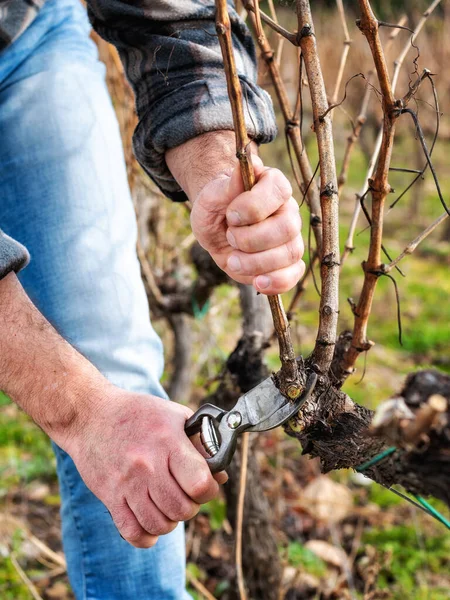 Şarap üreticisi elin yakın çekimi. Üzüm bağını profesyonel çelik makasla budayın. Geleneksel tarım. Kış budama, kordon oluşturma metodu.