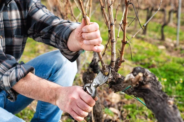 Şarap üreticisi elin yakın çekimi. Üzüm bağını profesyonel çelik makasla budayın. Geleneksel tarım. Kış budama, kordon oluşturma metodu.