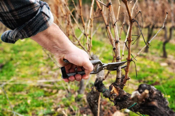 Şarap üreticisi elin yakın çekimi. Üzüm bağını profesyonel çelik makasla budayın. Geleneksel tarım. Kış budama, kordon oluşturma metodu.