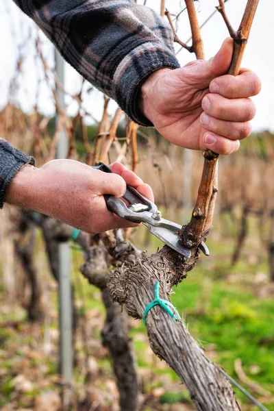 Şarap üreticisi elin yakın çekimi. Üzüm bağını profesyonel çelik makasla budayın. Geleneksel tarım. Kış budama, kordon oluşturma metodu.