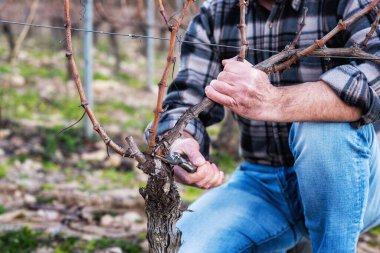 Şarap üreticisi elin yakın çekimi. Üzüm bağını profesyonel çelik makasla budayın. Geleneksel tarım. Kış budama, Guyot yöntemi.