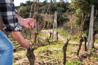 Şarap üreticisi elin yakın çekimi. Üzüm bağını profesyonel çelik makasla budayın. Geleneksel tarım. Kış budama, Guyot yöntemi.