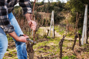 Şarap üreticisi elin yakın çekimi. Üzüm bağını profesyonel çelik makasla budayın. Geleneksel tarım. Kış budama, Guyot yöntemi.