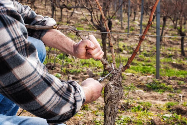 Großaufnahme Aus Der Hand Eines Winzers Schneiden Sie Den Weinberg — Stockfoto