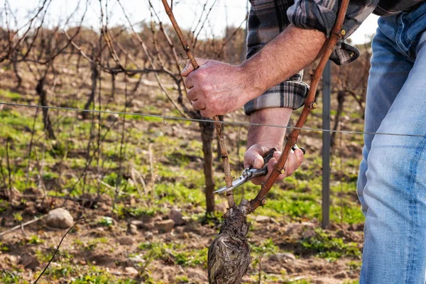 Großaufnahme Aus Der Hand Eines Winzers Schneiden Sie Den Weinberg — Stockfoto