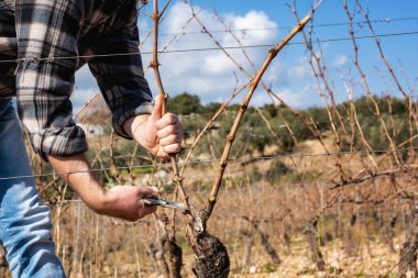 Şarap üreticisi elin yakın çekimi. Üzüm bağını profesyonel çelik makasla budayın. Geleneksel tarım. Kış budama, Guyot yöntemi.