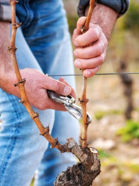 Şarap üreticisi elin yakın çekimi. Üzüm bağını profesyonel çelik makasla budayın. Geleneksel tarım. Kış budama, Guyot yöntemi.