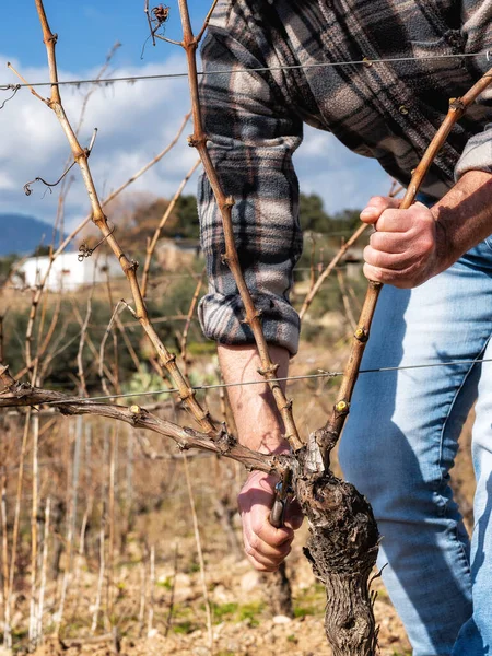 Şarap üreticisi elin yakın çekimi. Üzüm bağını profesyonel çelik makasla budayın. Geleneksel tarım. Kış budama, Guyot yöntemi.