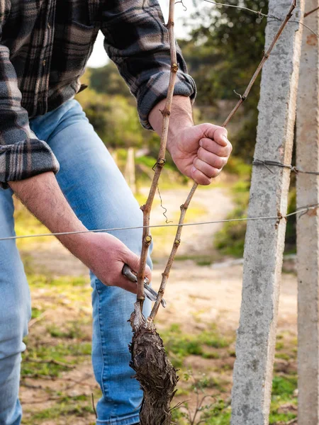 Şarap üreticisi elin yakın çekimi. Üzüm bağını profesyonel çelik makasla budayın. Geleneksel tarım. Kış budama, Guyot yöntemi.
