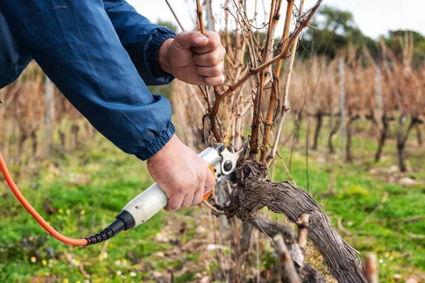 Primo Piano Una Mano Viticoltore Potare Vigneto Con Forbici Elettriche — Foto Stock