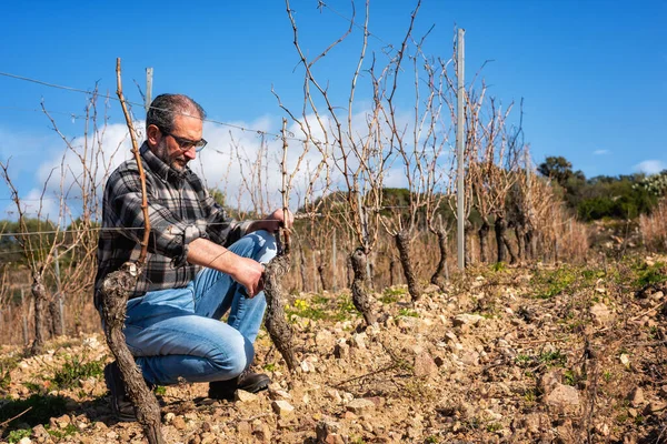 Winegrower pruning the vineyard with professional steel scissors. Traditional agriculture. Winter pruning, Guyot method.