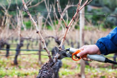 Şarap üreticisi elin yakın çekimi. Üzüm bağını profesyonel pille çalışan elektrikli makasla budayın. Geleneksel tarım. Kış budama, Guyot yöntemi.