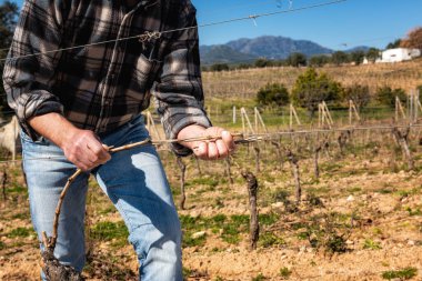 Şarap üreticisi elin yakın çekimi. Budandıktan sonra yeni dalı demir tele bağlıyorum. Geleneksel tarım. Kış budama, Guyot yöntemi.