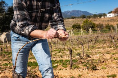 Şarap üreticisi elin yakın çekimi. Budandıktan sonra yeni dalı demir tele bağlıyorum. Geleneksel tarım. Kış budama, Guyot yöntemi.