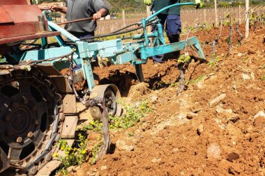 Çiftçi tarlayı sürerken aynı zamanda üzüm bağını sürüngen traktörüyle sürüyor. Tarım endüstrisi, şaraphane. 