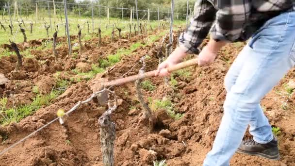 Agricultor Con Azada Libera Base Las Plantas Viñedo Tierra Las — Vídeo de stock