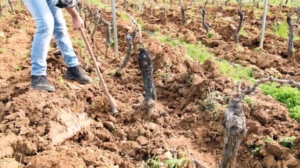 Farmer Hoe Frees Base Plants Vineyard Earth Weeds Plowing Tractor — Stock Video