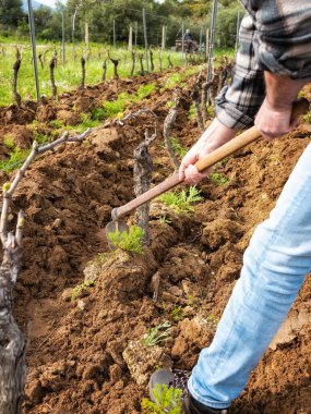 Çapalı çiftçi, traktörle tarlayı sürdükten sonra bir üzüm bağının tabanını topraktan ve yabani otlardan kurtarır. Tarım endüstrisi, şaraphane. 