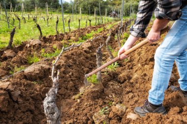 Çapalı çiftçi, traktörle tarlayı sürdükten sonra bir üzüm bağının tabanını topraktan ve yabani otlardan kurtarır. Tarım endüstrisi, şaraphane. 