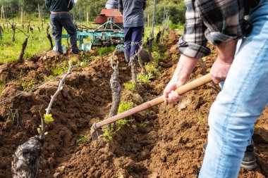 Çapalı çiftçi, traktörle tarlayı sürdükten sonra bir üzüm bağının tabanını topraktan ve yabani otlardan kurtarır. Tarım endüstrisi, şaraphane. 