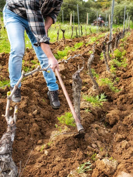 Contadino Con Zappa Libera Base Delle Piante Vigneto Dalla Terra — Foto Stock