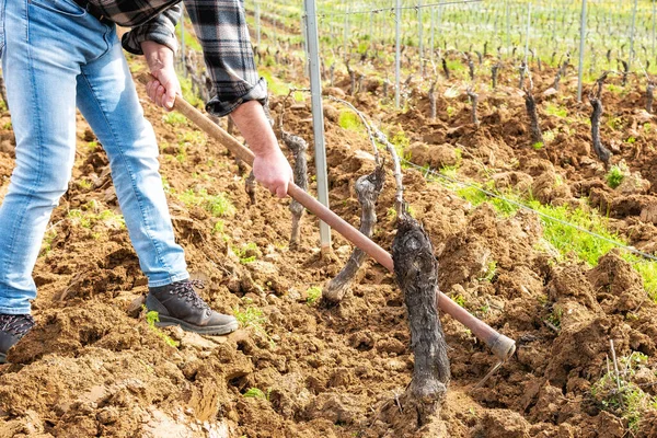 Contadino Con Zappa Libera Base Delle Piante Vigneto Dalla Terra — Foto Stock