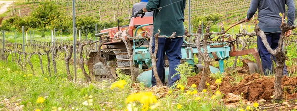 Çiftçi tarlayı sürerken aynı zamanda üzüm bağını sürüngen traktörüyle sürüyor. Tarım endüstrisi, şaraphane. 