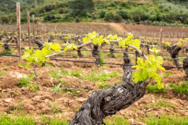 Sarmaşığın genç cilvesi. Sardunya, İtalya 'da bir üzüm bağının dallarındaki tomurcuklara ve genç yapraklara yakın çekim. Geleneksel tarım.