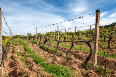İlkbaharda yeni filizler ve dallarda taze yapraklar olan üzüm bağları. Sarmaşığın genç cilvesi. Geleneksel tarım. Sardunya, İtalya.