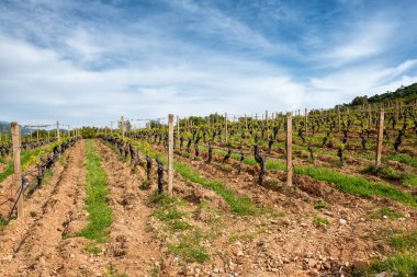 İlkbaharda yeni filizler ve dallarda taze yapraklar olan üzüm bağları. Sarmaşığın genç cilvesi. Geleneksel tarım. Sardunya, İtalya.