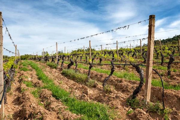 İlkbaharda yeni filizler ve dallarda taze yapraklar olan üzüm bağları. Sarmaşığın genç cilvesi. Geleneksel tarım. Sardunya, İtalya.