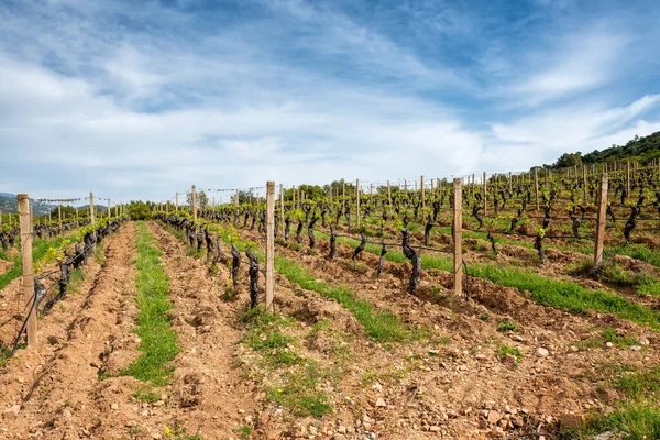 İlkbaharda yeni filizler ve dallarda taze yapraklar olan üzüm bağları. Sarmaşığın genç cilvesi. Geleneksel tarım. Sardunya, İtalya.
