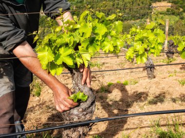 Üzüm bağının yeşil budanması. Çiftçi, asma gövdesindeki taze lahanaları alıyor. Geleneksel tarım.
