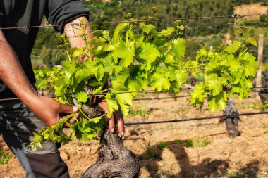 Üzüm bağının yeşil budanması. Çiftçi, sarmaşığın dallarından fazla taze filizleri topluyor. Geleneksel tarım.