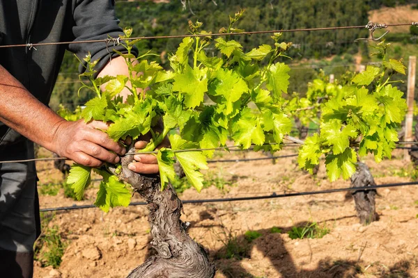 Üzüm bağının yeşil budanması. Çiftçi, sarmaşığın dallarından fazla taze filizleri topluyor. Geleneksel tarım.
