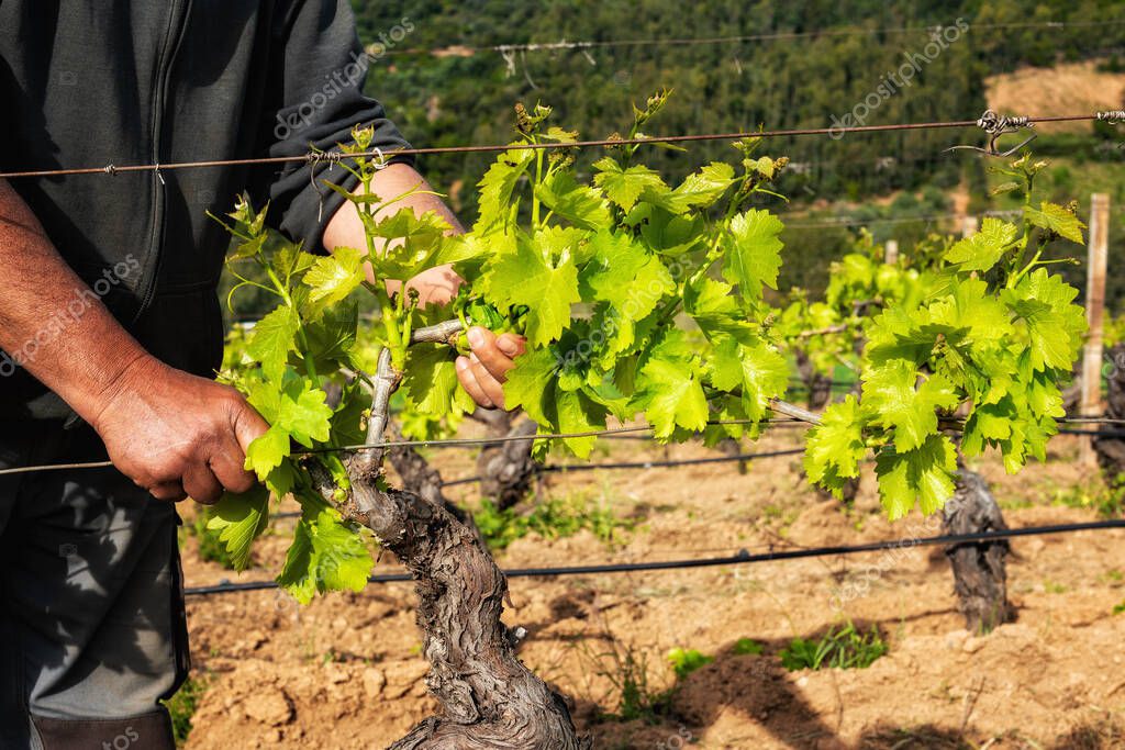 Green pruning of the vineyard. Farmer removes excess young sprouts from