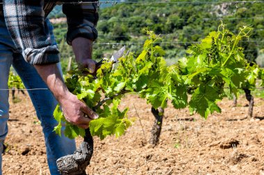 Üzüm bağının yeşil budanması. Çiftçi, sarmaşığın dallarından fazla taze filizleri topluyor. Geleneksel tarım.