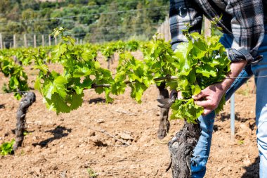 Üzüm bağının yeşil budanması. Çiftçi, sarmaşığın dallarından fazla taze filizleri topluyor. Geleneksel tarım.