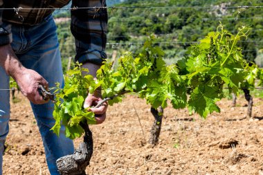Üzüm bağının yeşil budanması. Çiftçi, sarmaşığın dallarından fazla taze filizleri topluyor. Geleneksel tarım.