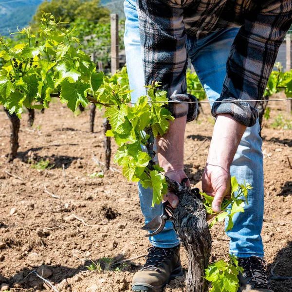 Grünschnitt Des Weinbergs Landwirt Entfernt Junge Triebe Rebenstamm Traditionelle Landwirtschaft — Stockfoto