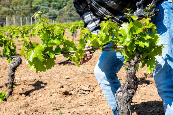 Groene Snoei Van Wijngaard Boer Verwijdert Overtollige Jonge Spruiten Uit — Stockfoto