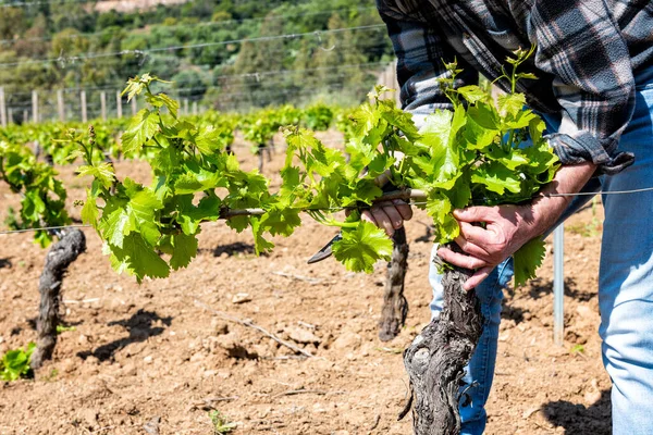 Green Pruning Vineyard Farmer Removes Excess Young Sprouts Branches Vine — Stock Fotó