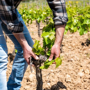 Üzüm bağının yeşil budanması. Çiftçi, asma gövdesindeki taze lahanaları alıyor. Geleneksel tarım.
