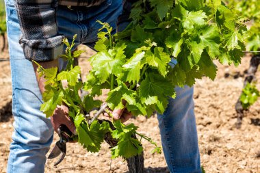 Üzüm bağının yeşil budanması. Çiftçi, sarmaşığın dallarından fazla taze filizleri topluyor. Geleneksel tarım.