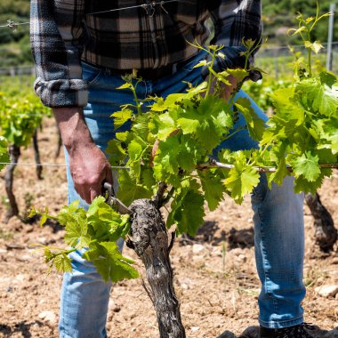 Üzüm bağının yeşil budanması. Çiftçi asma gövdesinde genç filizleri makasla keser. Geleneksel tarım.